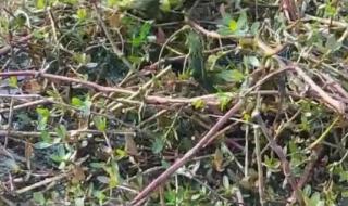 中国药酒配方大全